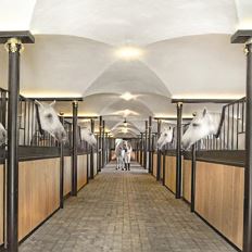 Guided tour of the Lipizzaner stud farm Friday