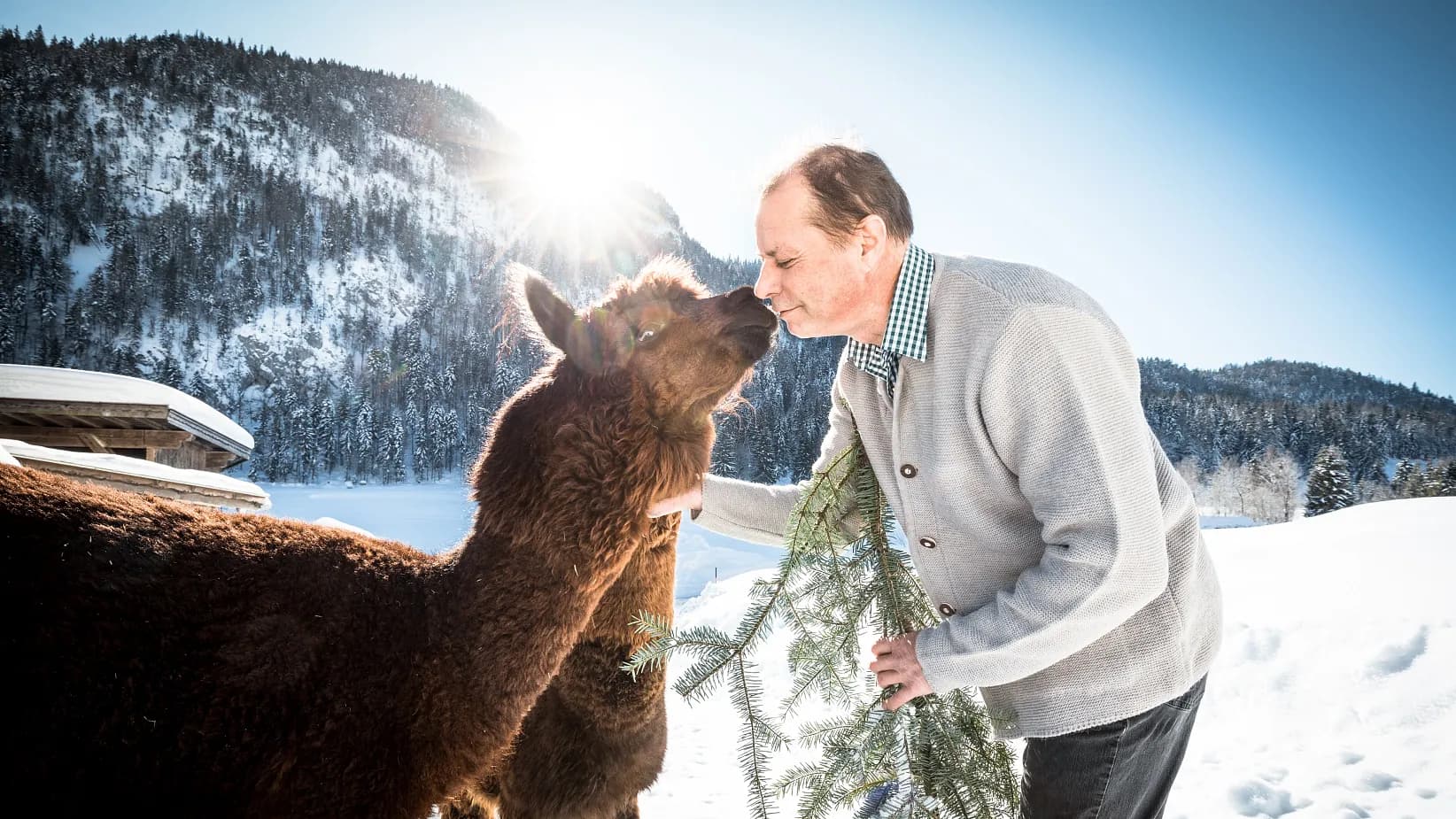 Winterliches Lama-Trekking in der Region Wilder Kaiser