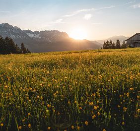 Sonnenaufgang über einer Wiese mit gelben Blumen