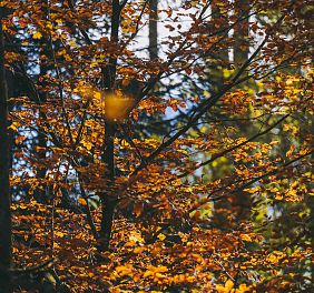 Herbstlicher Wald Waldbaden Wilder Kaiser Scheffau