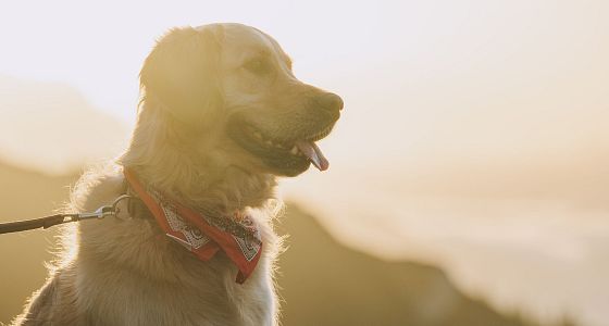 Sommerurlaub mit Hund