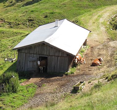 Almhütte mit Kühen