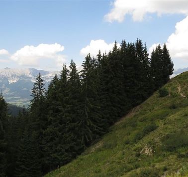Wanderweg über Wiese mit Wildem Kaiser im Blick