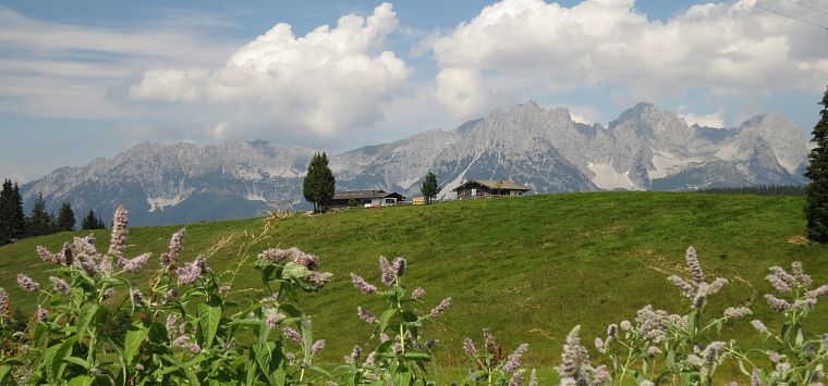 Blinzalm vor Wildem Kaiser