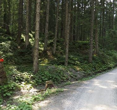 Forststraße am 11er Weg