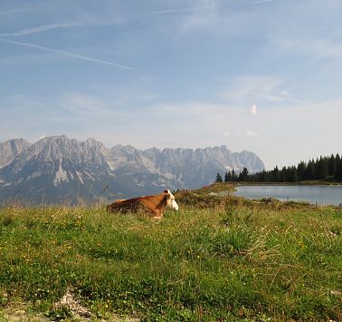 Kuh liegt am Tanzbodenteich