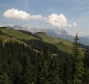 Wilder Kaiser hinter Wald und Wiese