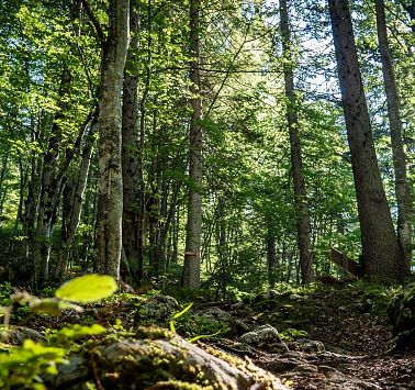 Sonne scheint durch den Wald