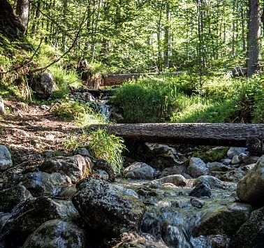 Baumstamm über dem Bach