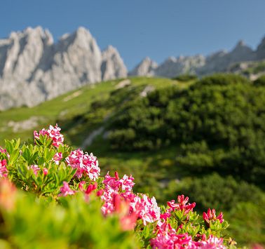 Almrosen im Vordergrund, Berglandschaft im Hintergrund