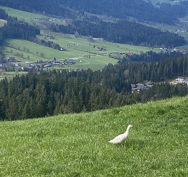 DerFutterplatzvonTieren_MariaSevignani