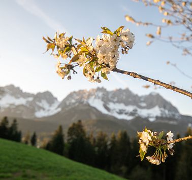 fruehling-panorama-wilder-kaiser-foto-emanuel-adensam-6.jpg