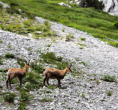 Zwei Alpengämse auf einer steinigen Steigung