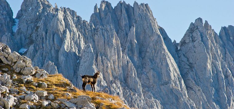 Gaemse_Wilder Kaiser_TVB Wilder Kaiser