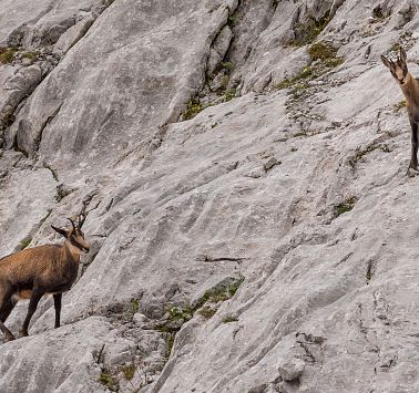 Gams_Wilder Kaiser_Sommer_Foto von Ralf Gantzhorn