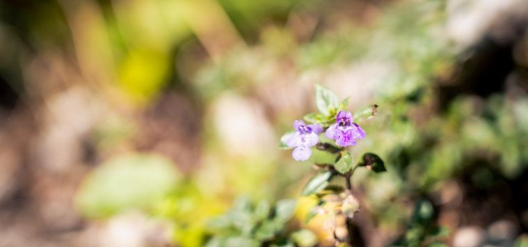 Gastbeitrag_(c)SaddleStories_19