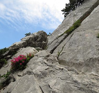 Seilversicherung und Blumen im Fels