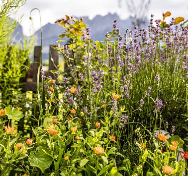 Bunte wilde Blumenwiese mit Blick auf Berge