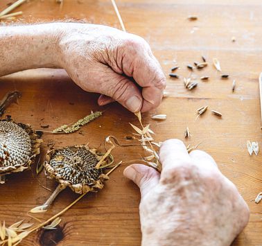Blick von oben auf Hände, die Samen von der Pflanze lösen