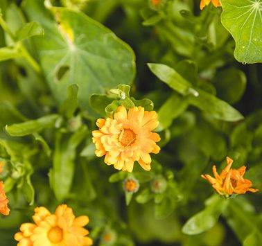 Orange Blumen mit großen grünen Blättern