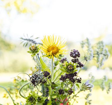 Strauß voller wilder Wiesenblumen
