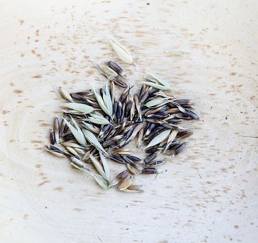 Grün-braune Körner in einer Holzschale