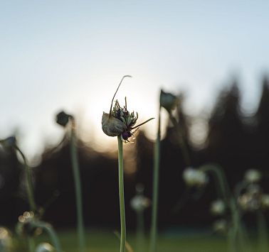Pflanzen leuchten im letzten Sonnenlicht