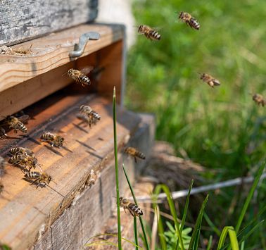 Going_Handwerk_Imker_Recheis_Toni_Sommer2019_Martin_Lifka (1)