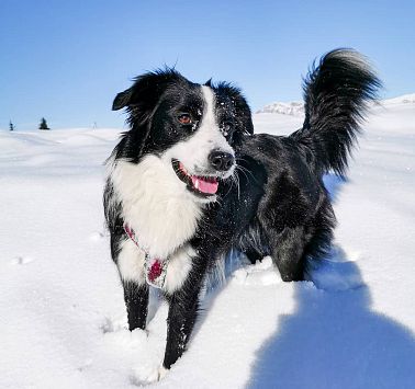 Hund im Schnee Foto Sandra Kruckenhauser TVB Wilder Kaiser
