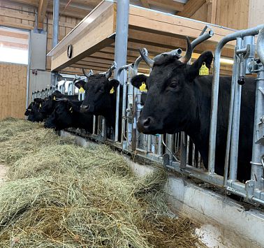 Schwarze Kühe in einem Stall beim Heufressen