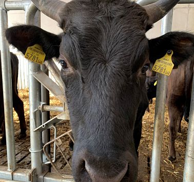 Schwarze Kuh mit Hörnern blickt direkt in die Kamera