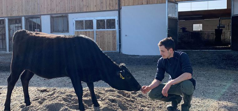 Mann kniet vor jungem Rind und lässt die Hand beschnuppern
