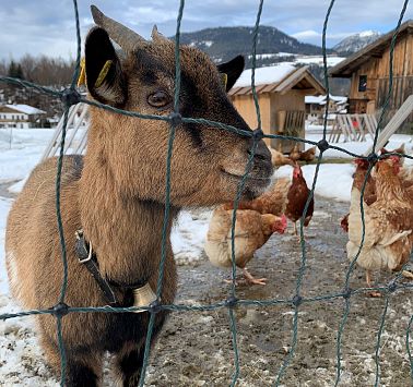 Zwergziege schaut neugierieg durch den Zaun