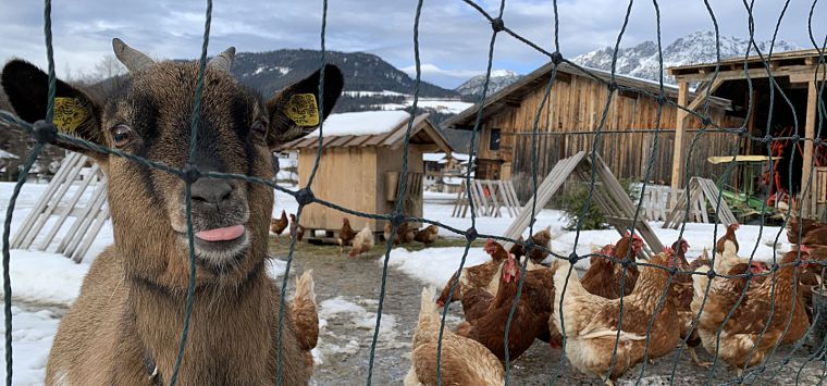 Ziege streckt frech die Zunge durch den Zaun