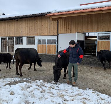 Bauer Christian streichelt Wagyu-Rind