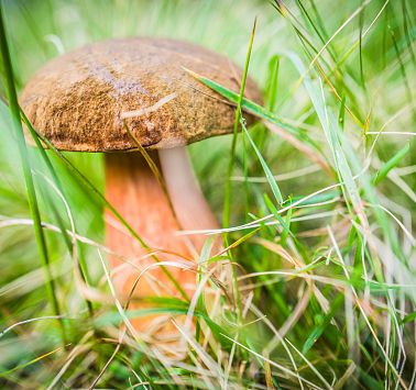 Nahaufnahme Pilz in grüner Wiese