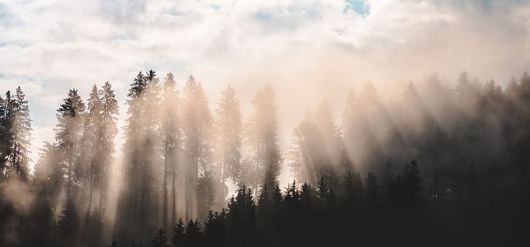 Orange-rosa Nebel, der durch einen dunklen Wald zieht