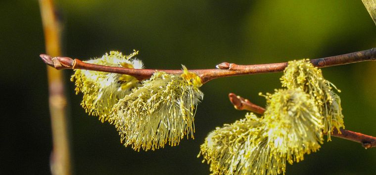 Palmkatzerl_01_April_2020_Wallner_Susanne (1)