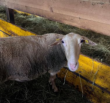Schafe im Laufstall3.Montzer