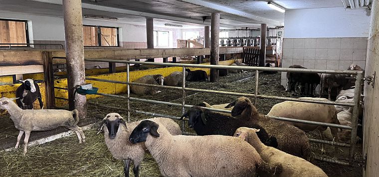 Schafe Laufstall1.Monitzer