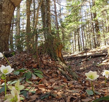Schneerosen am Wilder Kaiser Steig