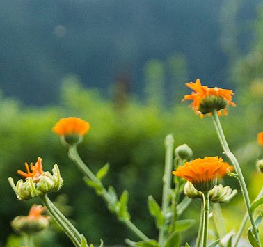 Orangefarbende Blumen
