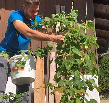 Sunnseit Bräu Marktplatz Wilder Kaiser Hopfenernte Fotos Sunnseit Bräu