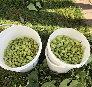 Sunnseit Bräu Marktplatz Wilder Kaiser Hopfenernte Fotos Sunnseit Bräu