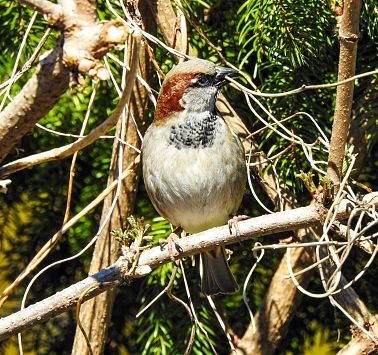 Vogel_01_April_2020_Wallner_Susanne