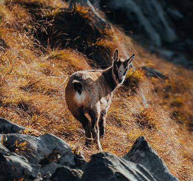 Gams steht auf herbstlicher Wiese und blickt zur Kamera