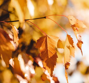 Nahaufnahme von orangenen Blättern