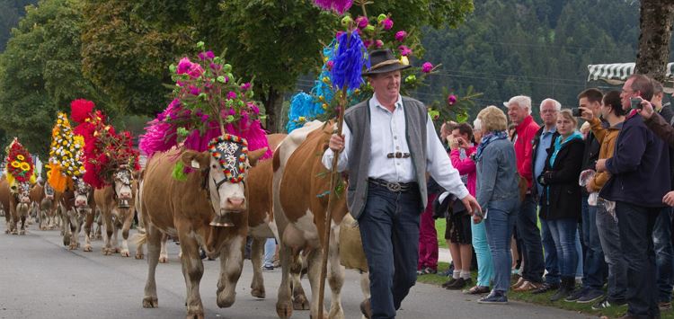 Traditional 'Almabtrieb'