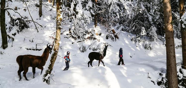 Lama Trekking im Winterwald