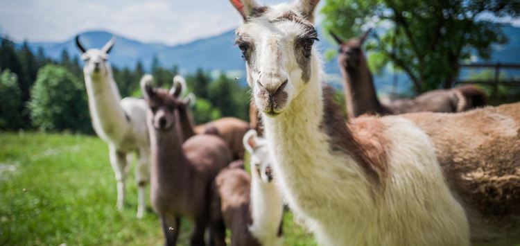 Lama Trekking